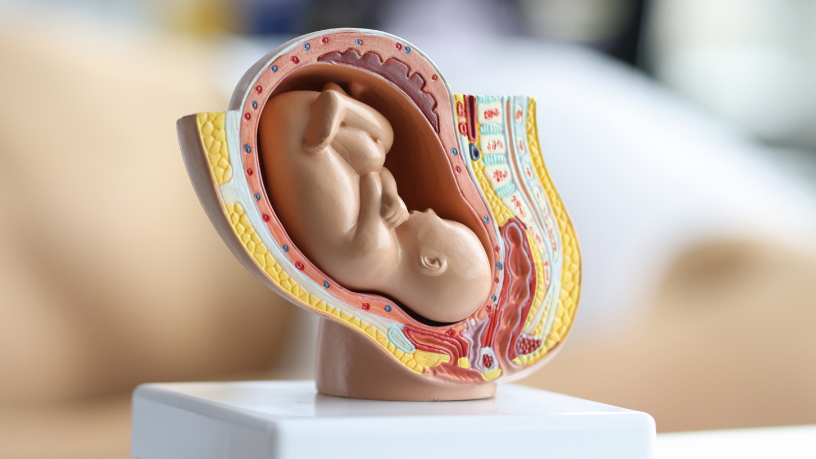 Dra. Thaline Neves explica como a música e a voz dos pais influenciam o desenvolvimento do feto ainda no útero.