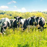 Saiba agora como a pecuária e a compra de grandes áreas, na visão de João Eustáquio De Almeida Junior, moldam o futuro dos negócios no Brasil.