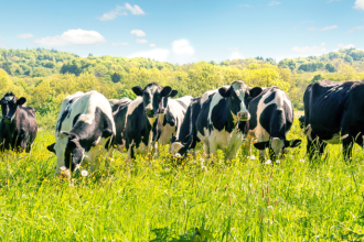 Saiba agora como a pecuária e a compra de grandes áreas, na visão de João Eustáquio De Almeida Junior, moldam o futuro dos negócios no Brasil.