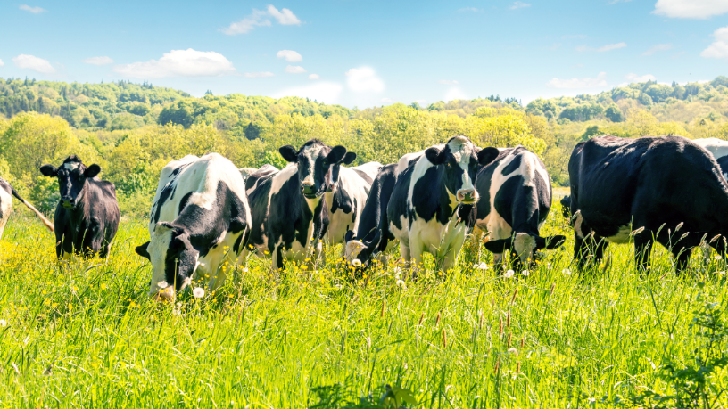 Saiba agora como a pecuária e a compra de grandes áreas, na visão de João Eustáquio De Almeida Junior, moldam o futuro dos negócios no Brasil.