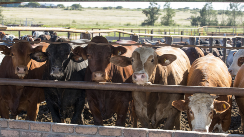 Entenda de que forma a pecuária e a aquisição de grandes extensões de terra, analisadas por João Eustáquio De Almeida Junior, estão transformando o cenário dos negócios brasileiros.