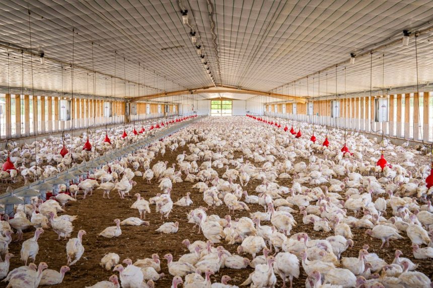 Perus em grande criação comercial dentro de uma instalação avícola.