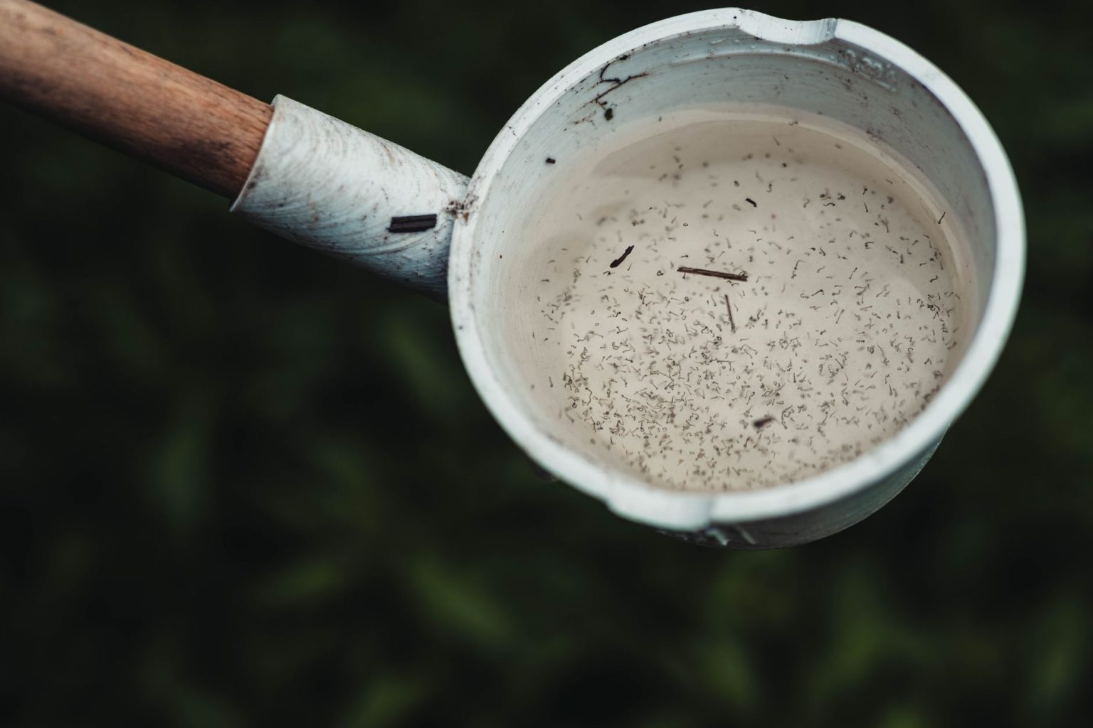 Larvas de mosquito visíveis em uma amostra de água, possível criadouro do Aedes aegypti