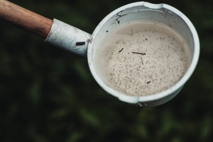 Larvas de mosquito visíveis em uma amostra de água, possível criadouro do Aedes aegypti